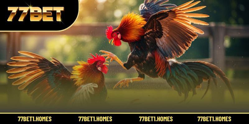 Lý do nên áp dụng mẹo đá gà cựa dao