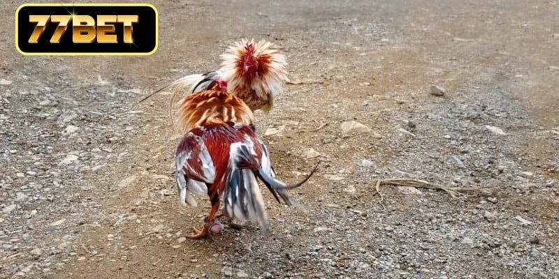 Bí kíp soi kèo giành chiến thắng dễ dàng