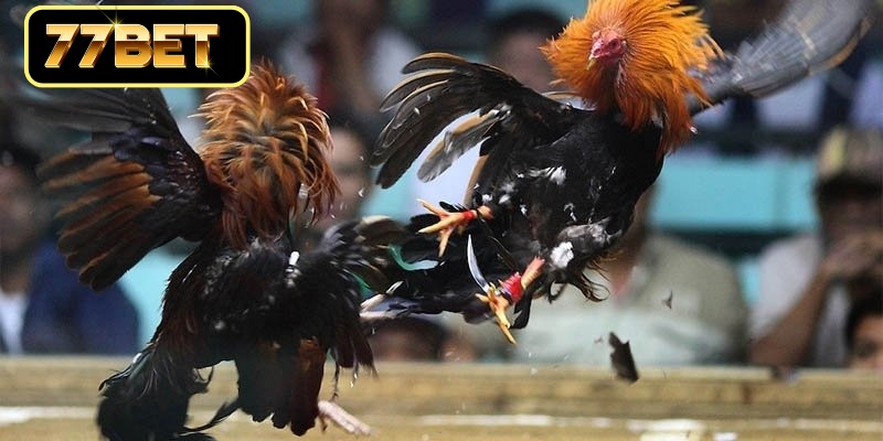 Đá Gà Campuchia - Đấu Trường Chiến Kê Đỉnh Cao Nhất