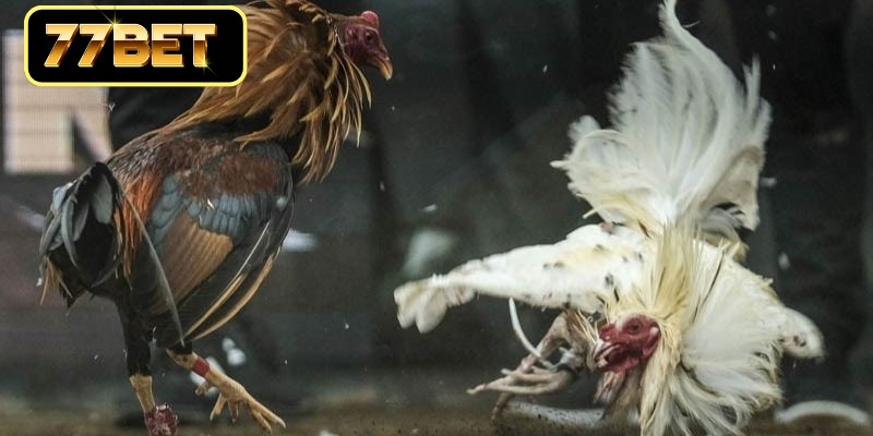 Khám phá các thể loại thi đấu kịch tính nhất